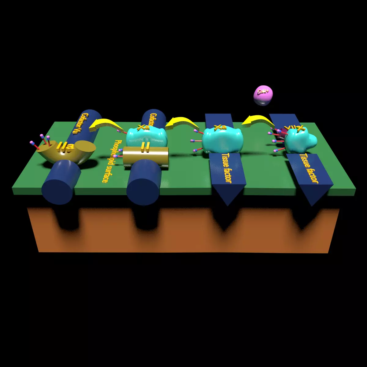 COAGULATION CASCADE COMMON PATHWAY 3D model_0