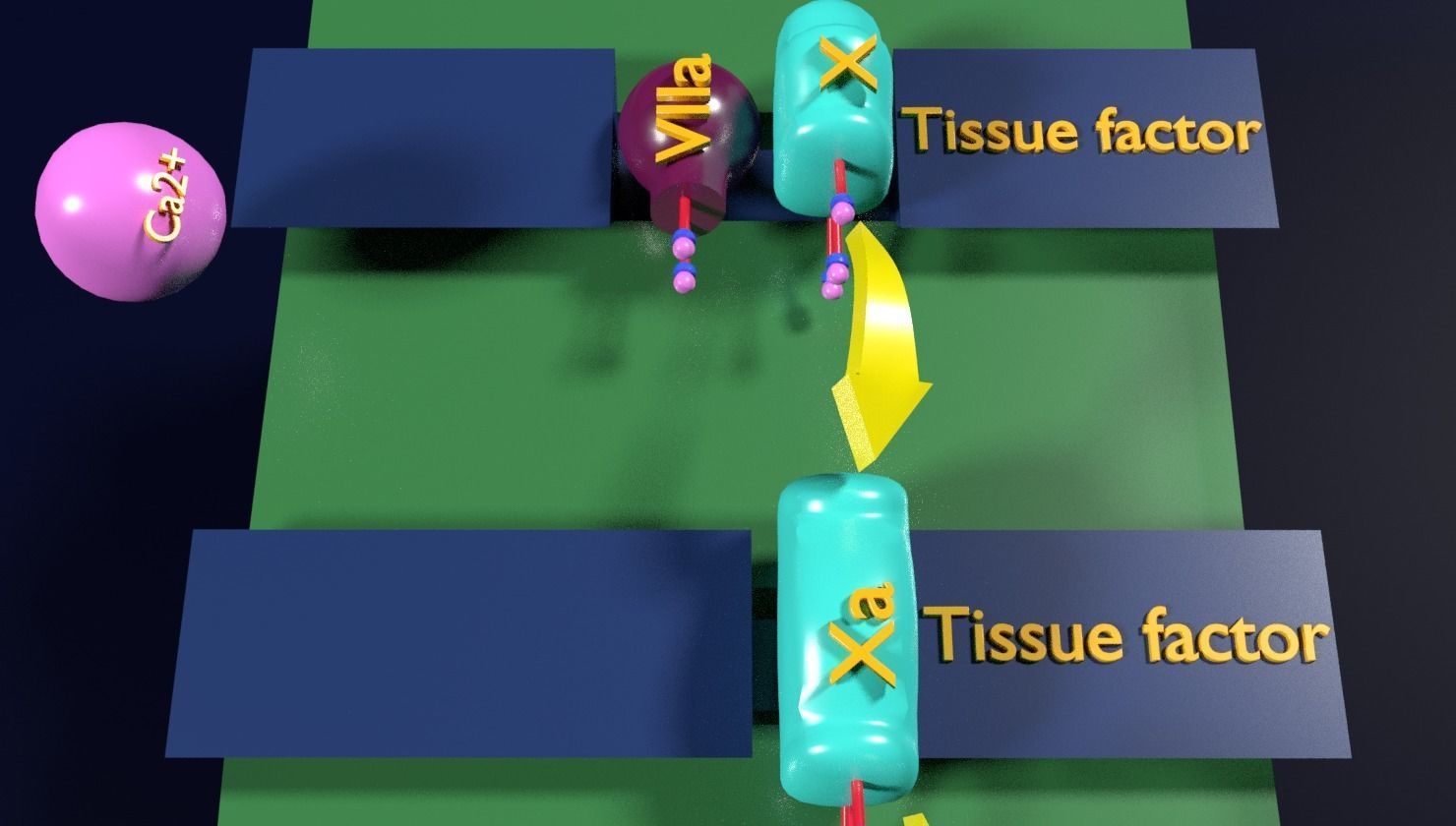 COAGULATION CASCADE COMMON PATHWAY 3D model_1