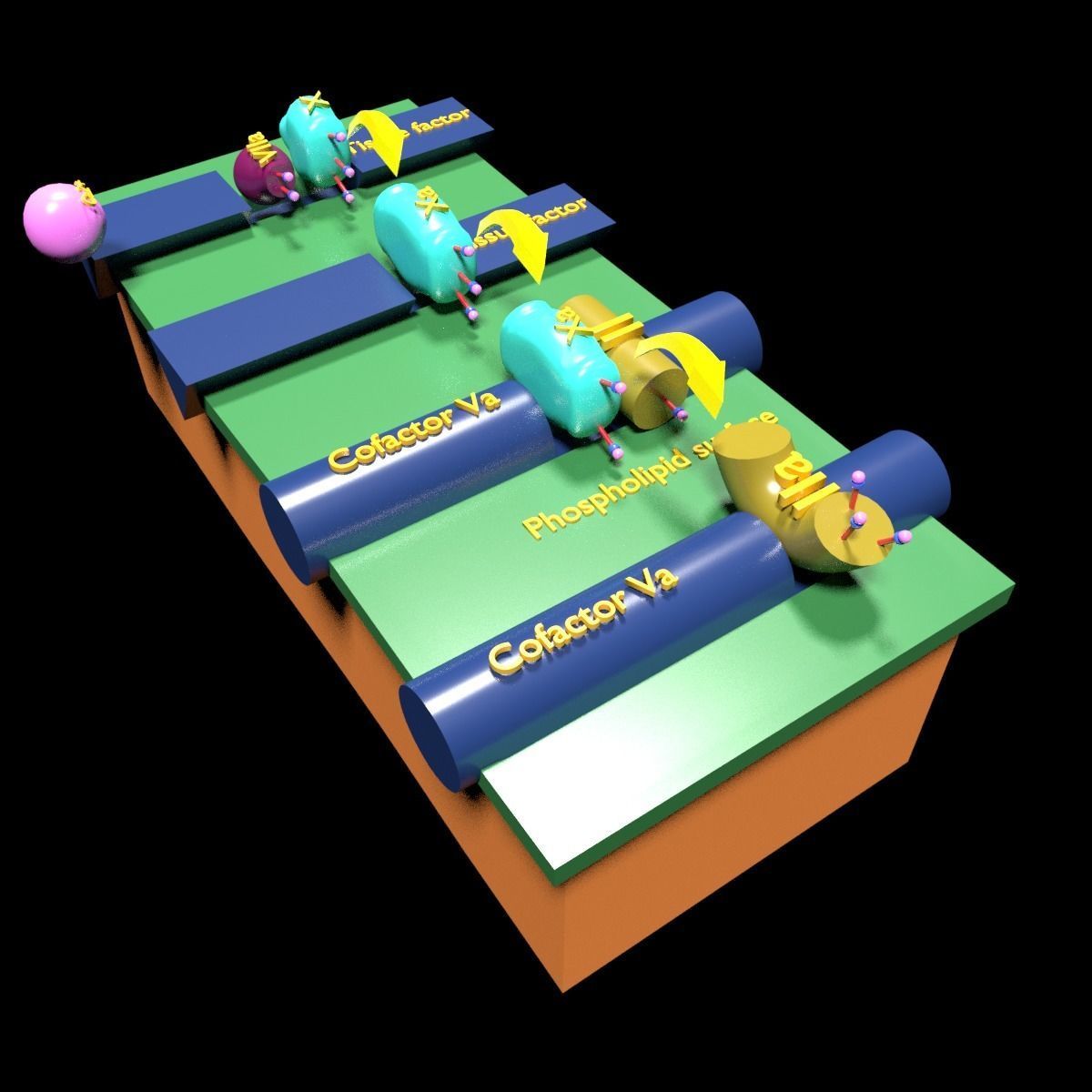 COAGULATION CASCADE COMMON PATHWAY 3D model_5