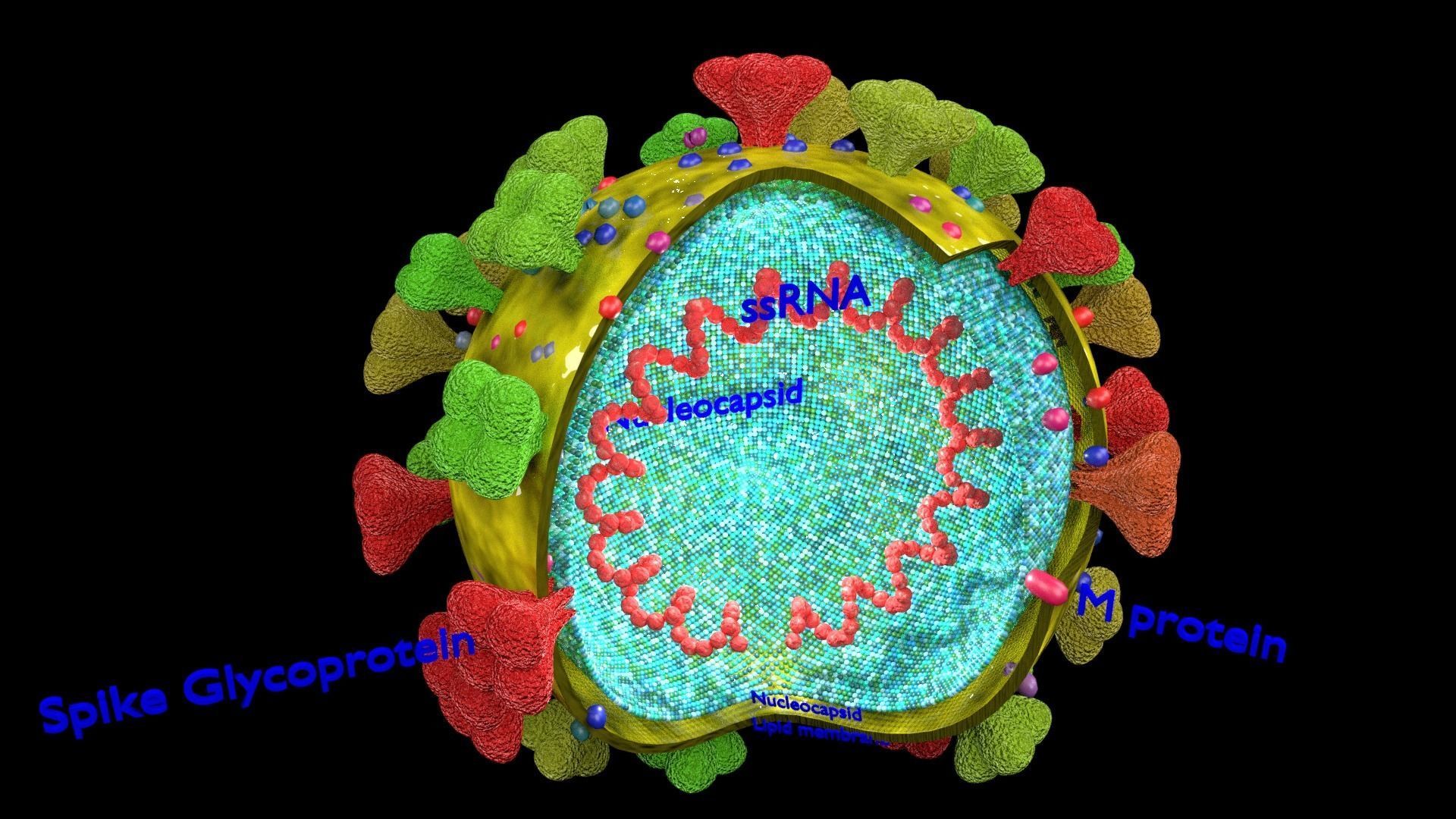 corona virus detail labelled cut section 3D model_10