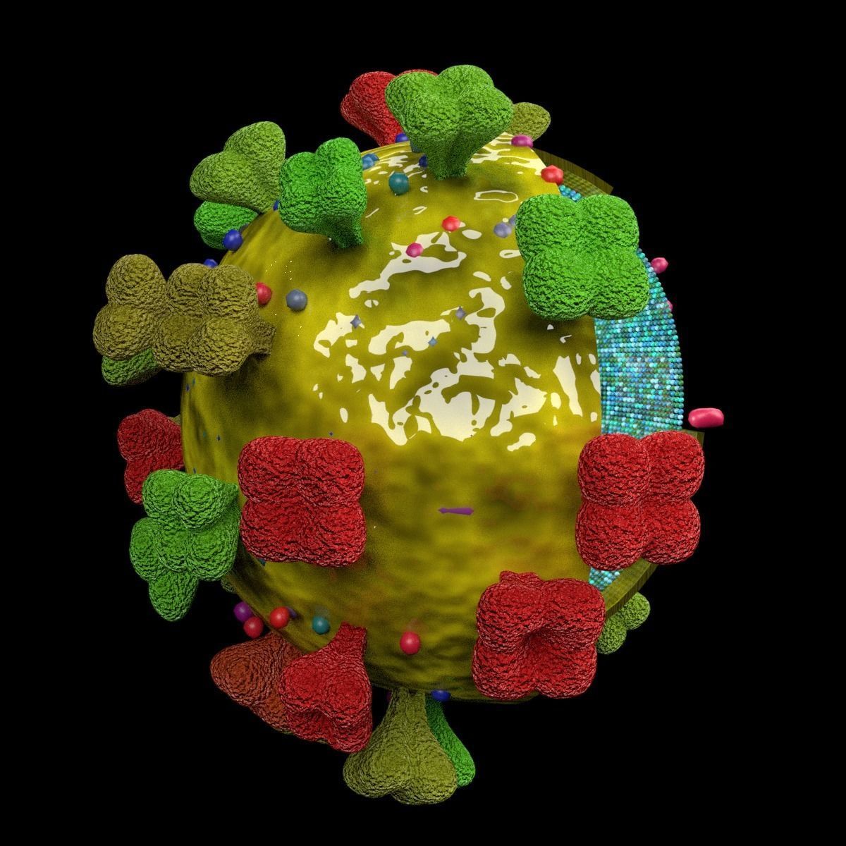 corona virus detail labelled cut section 3D model_5