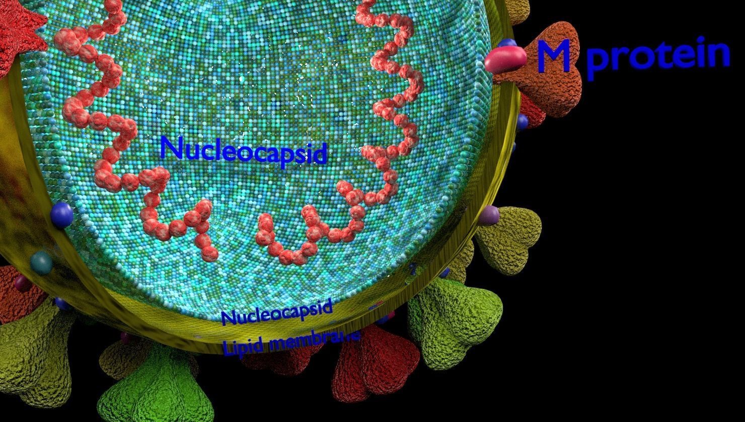 corona virus detail labelled cut section 3D model_8