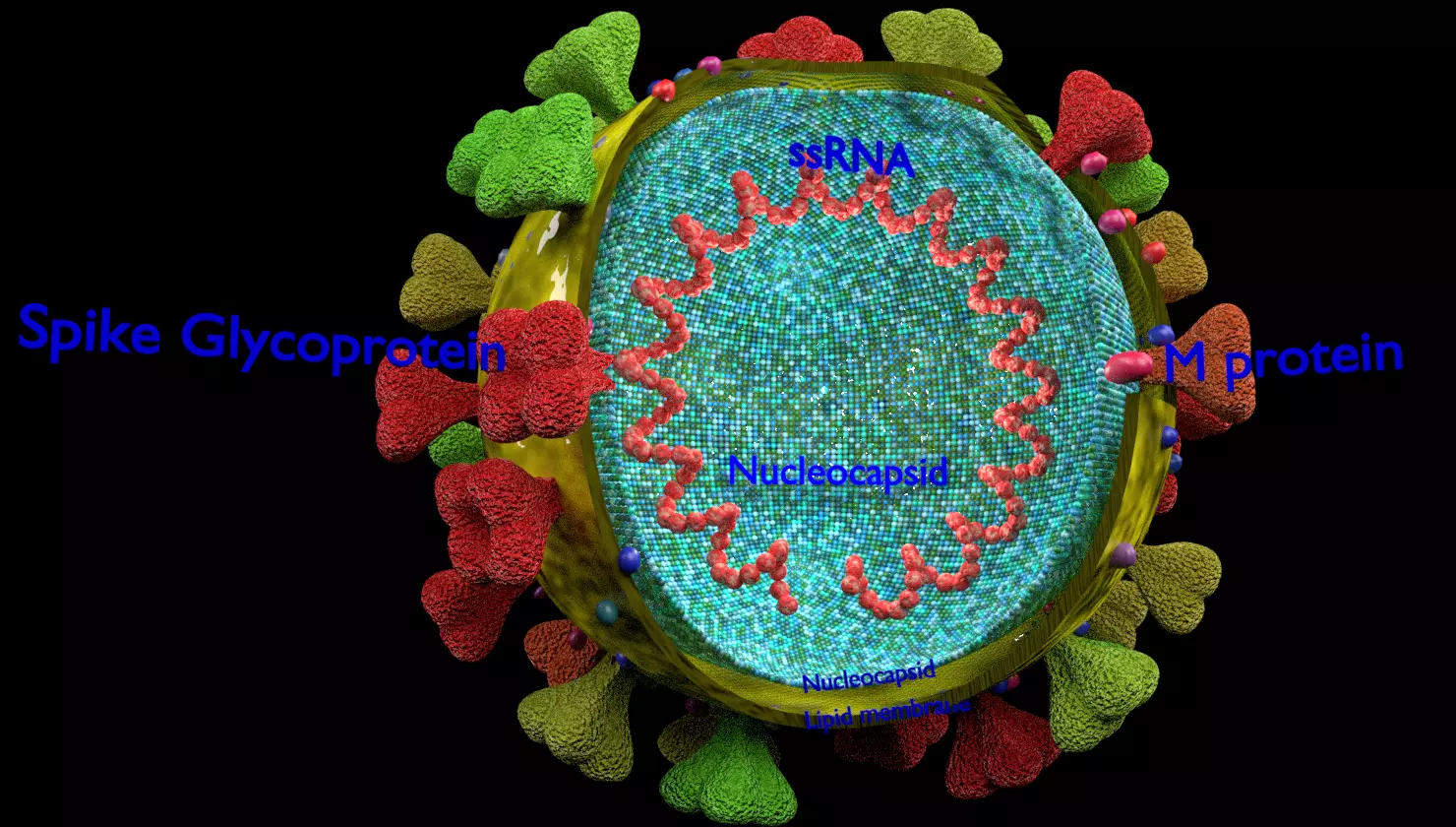 corona virus detail labelled cut section 3D model_0