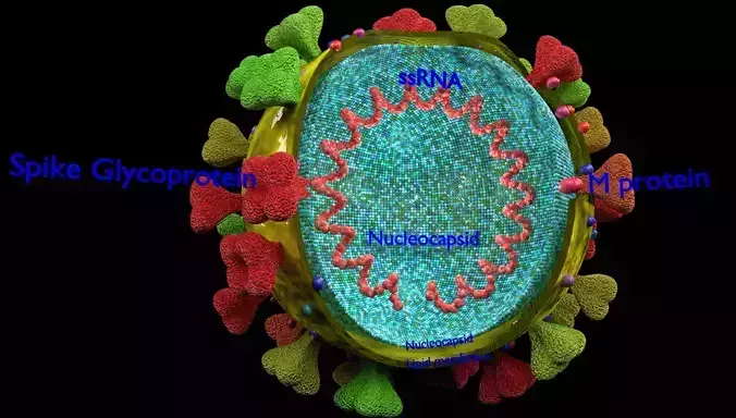 corona virus detail labelled cut section