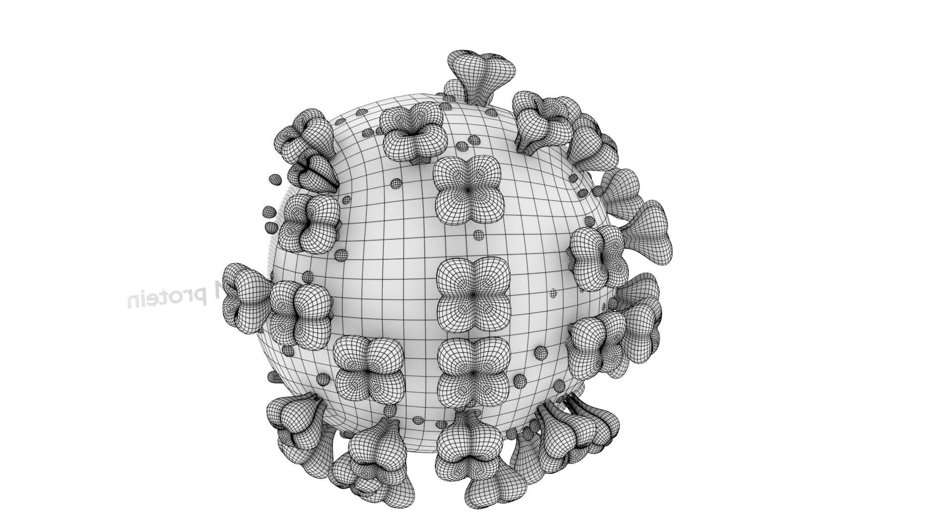 corona virus detail labelled cut section 3D model_16
