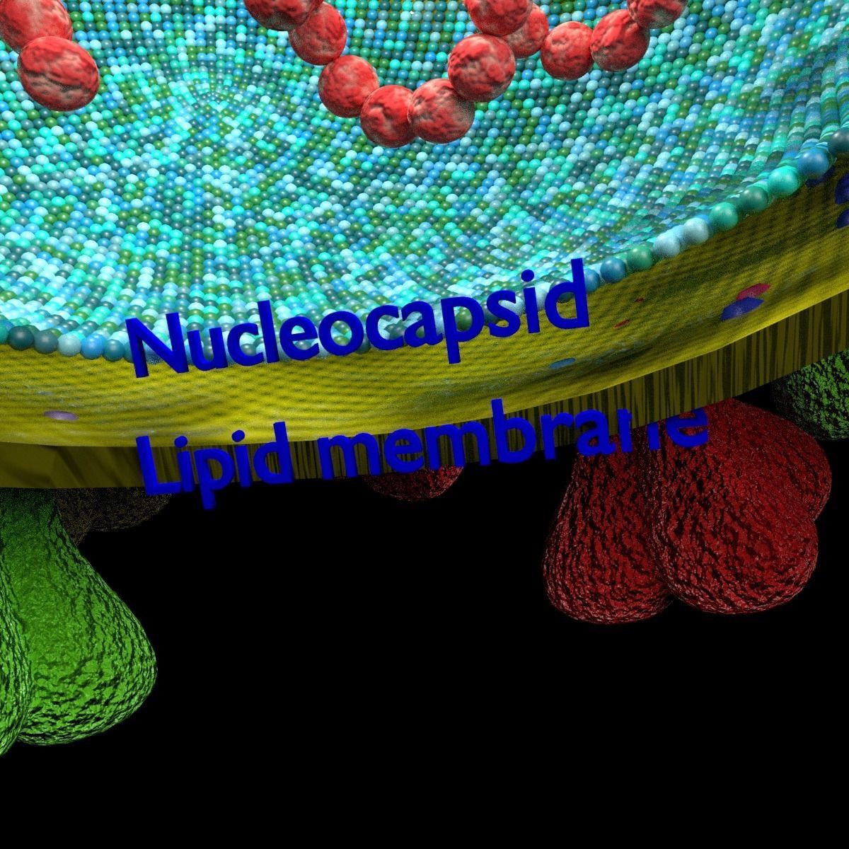 corona virus detail labelled cut section 3D model_7