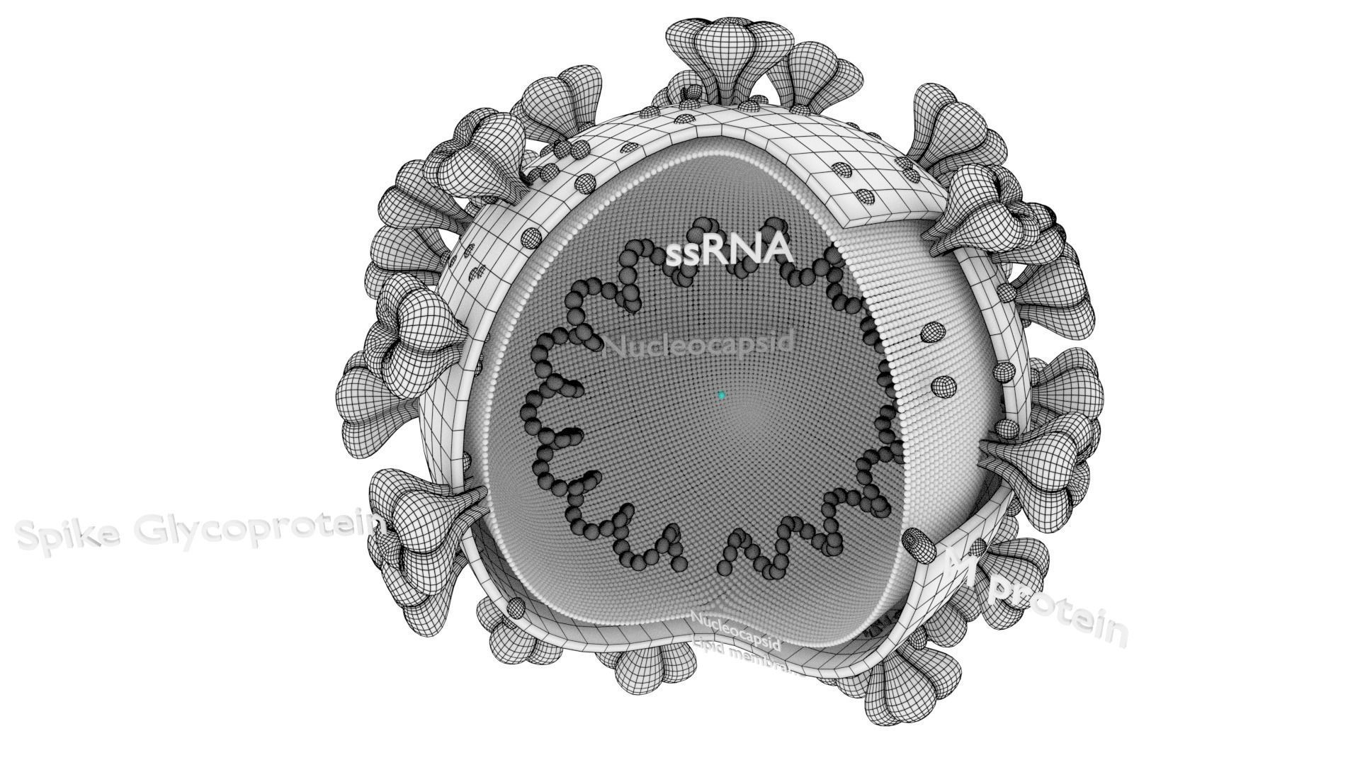 corona virus detail labelled cut section 3D model_14