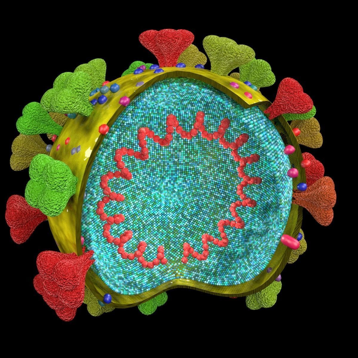 corona virus detail labelled cut section 3D model_11