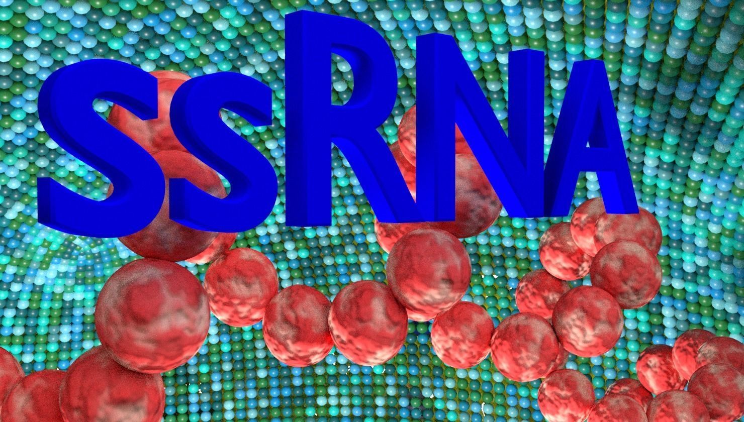 corona virus detail labelled cut section 3D model_9