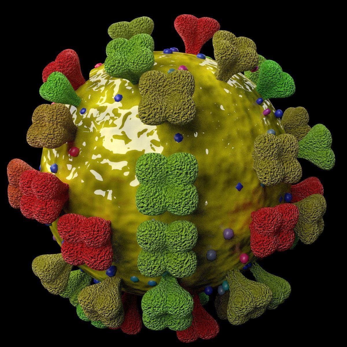 corona virus detail labelled cut section 3D model_3