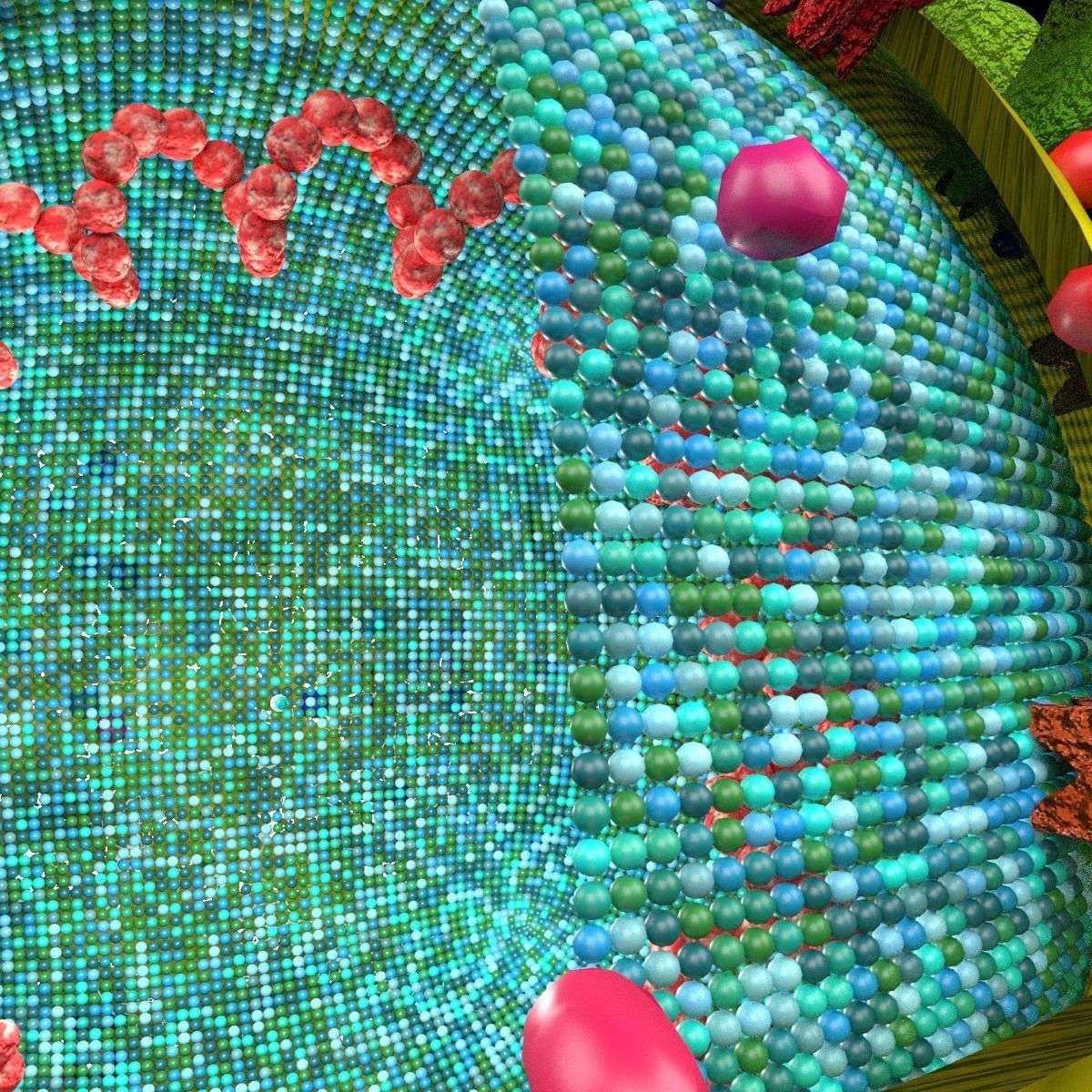 corona virus detail labelled cut section 3D model_6