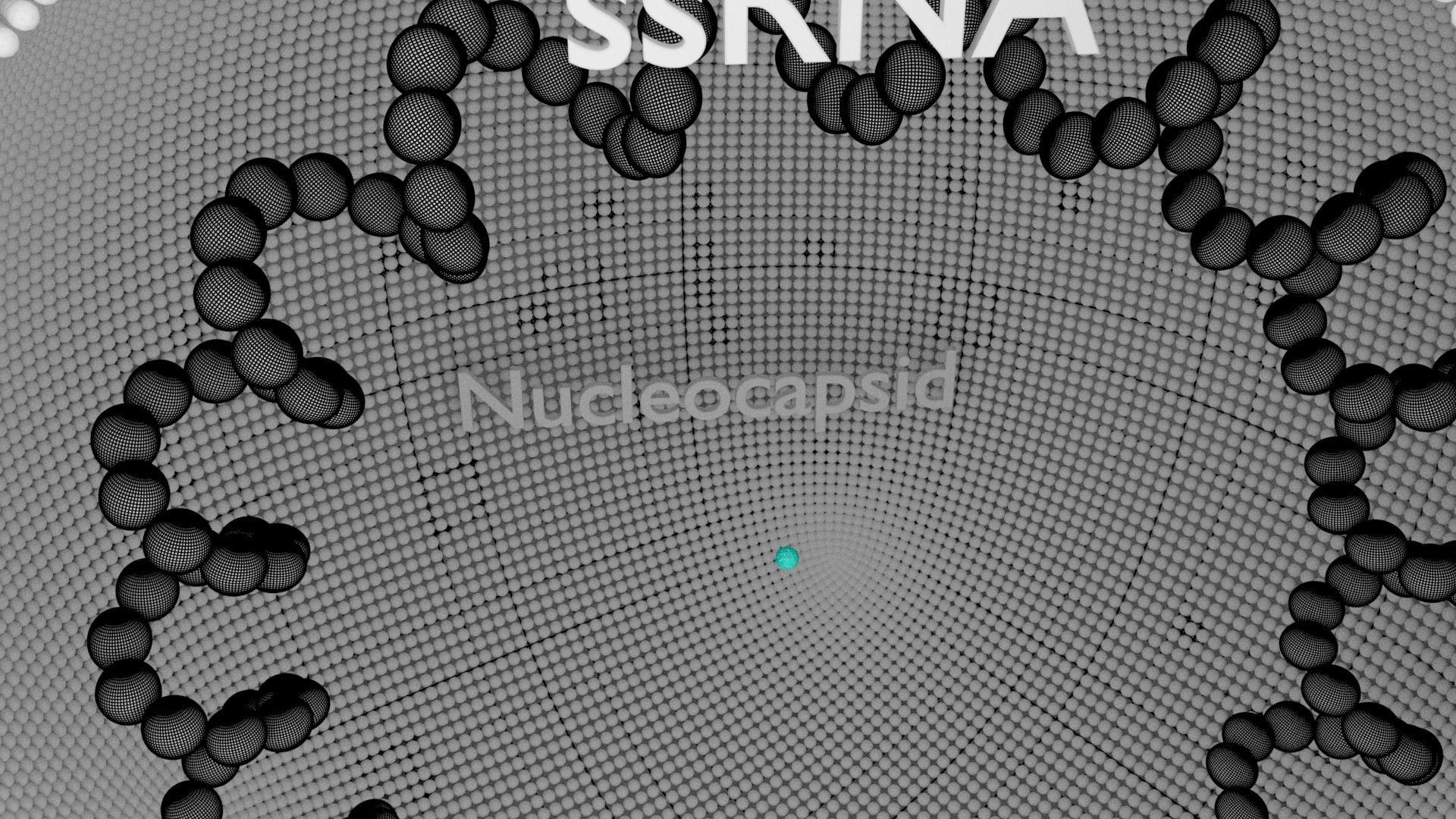 corona virus detail labelled cut section 3D model_15