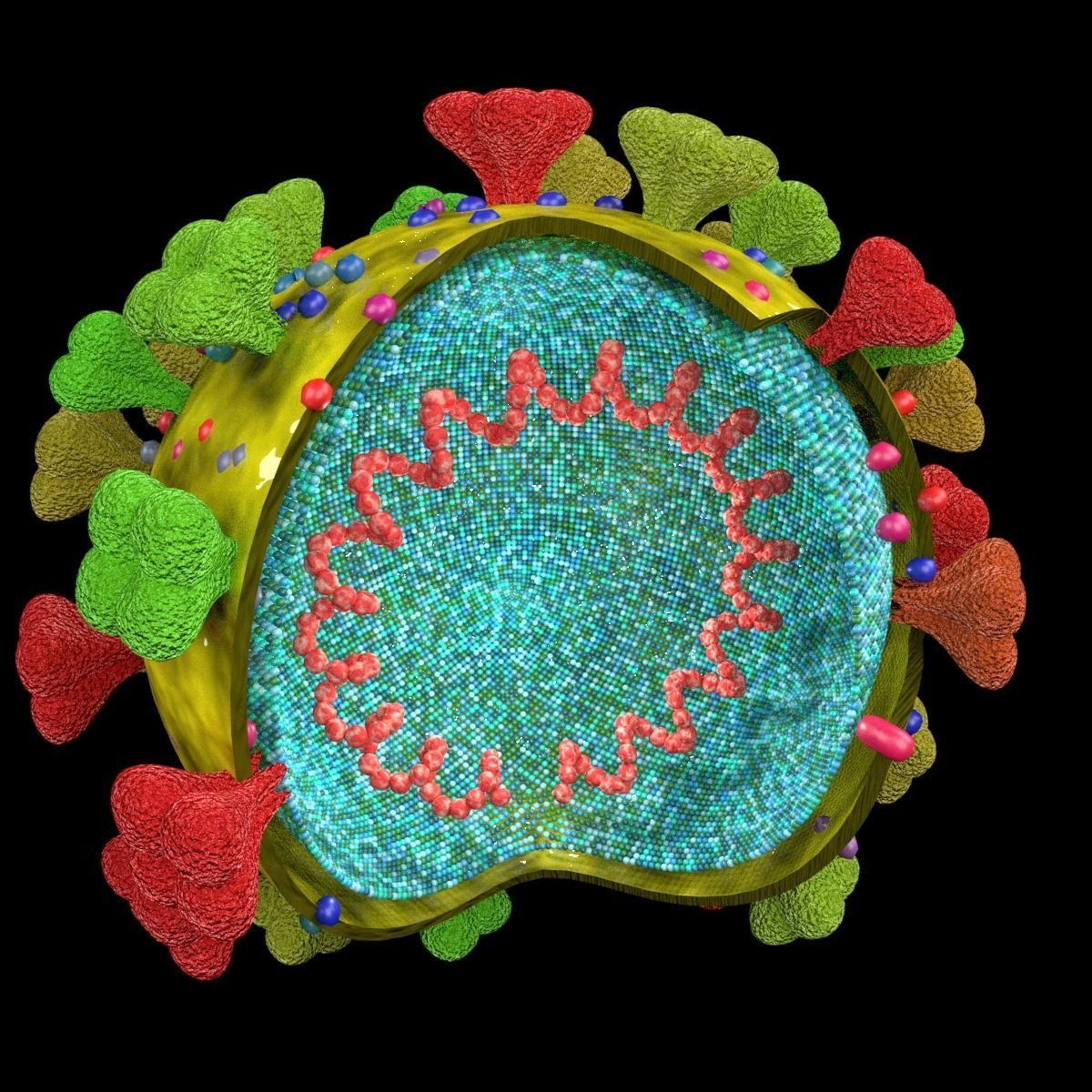 corona virus detail labelled cut section 3D model_12