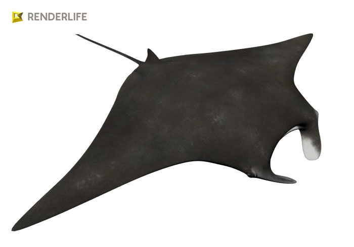 Manta Ray with animation 3D model_7