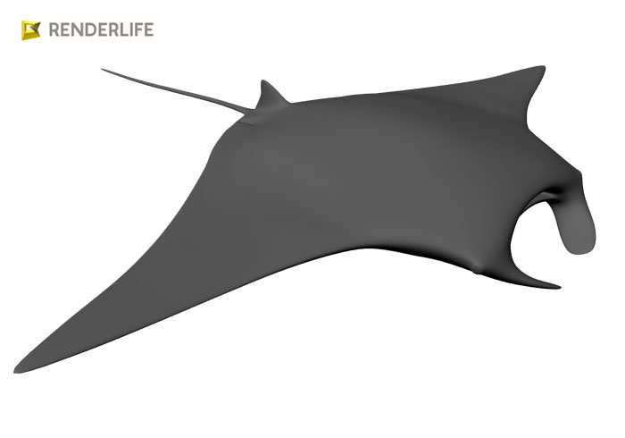 Manta Ray with animation 3D model_8