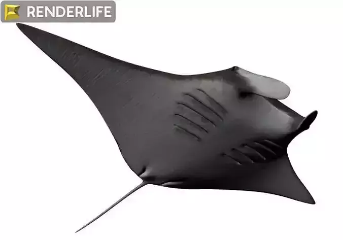 Manta Ray with animation 3D model