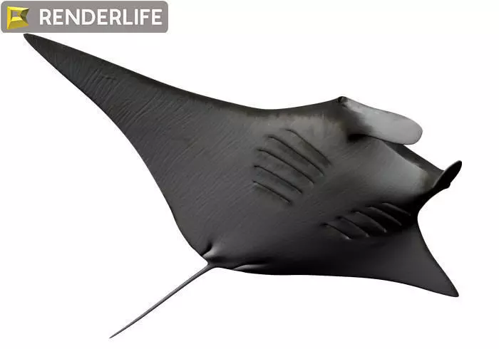 Manta Ray with animation 3D model_0