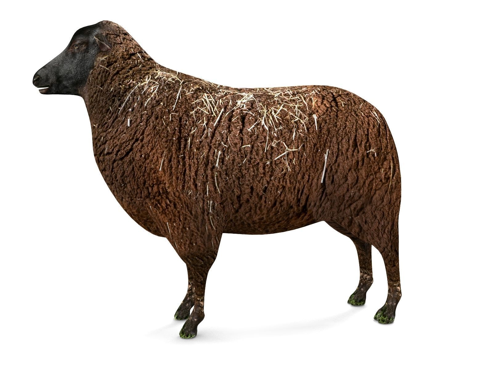 3D Black Sheep Model  Low-poly 3D model_7