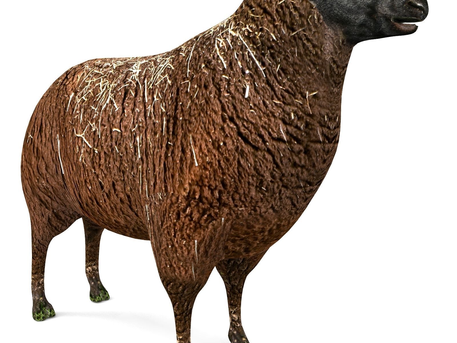 3D Black Sheep Model  Low-poly 3D model_9