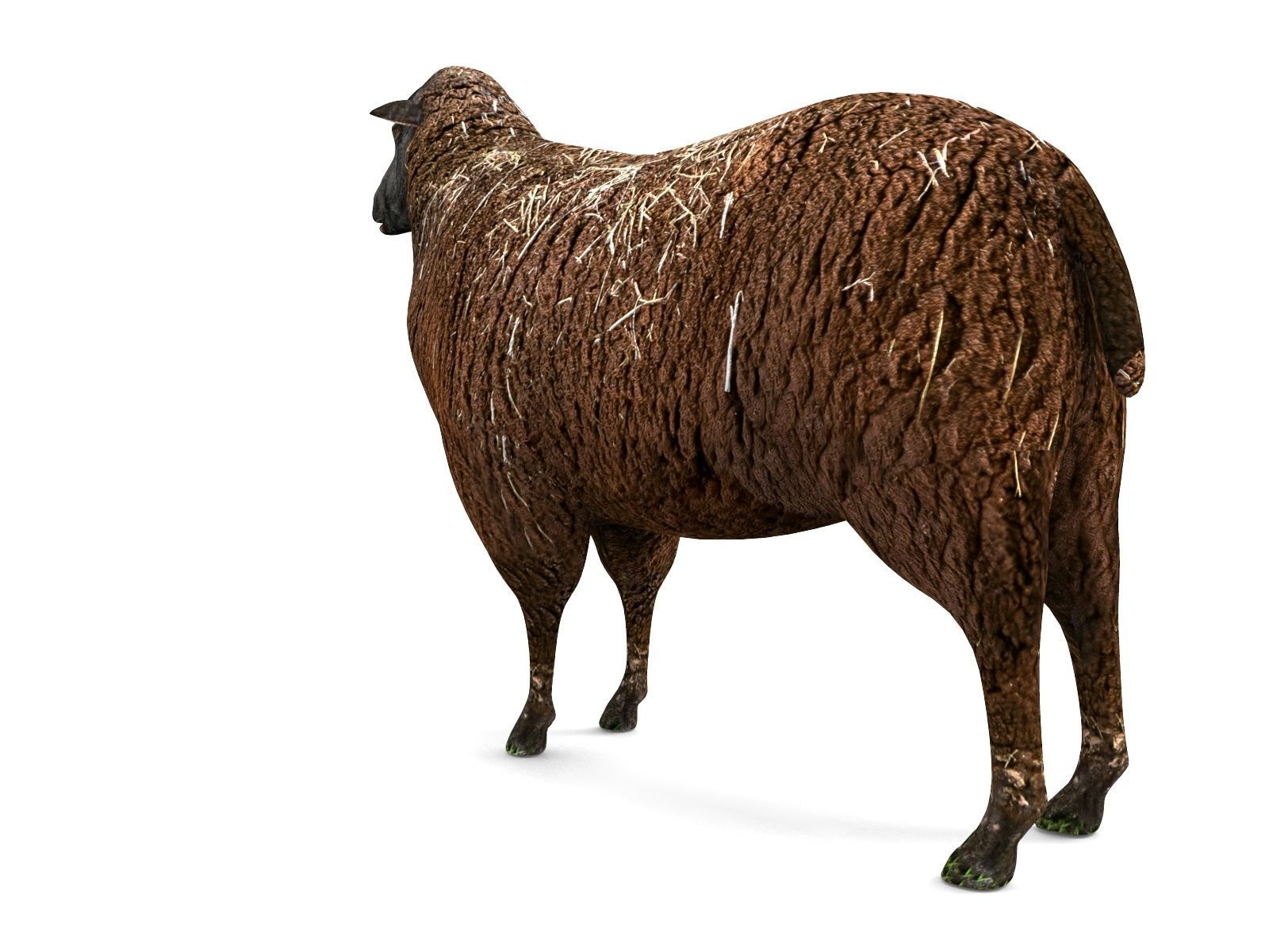 3D Black Sheep Model  Low-poly 3D model_6
