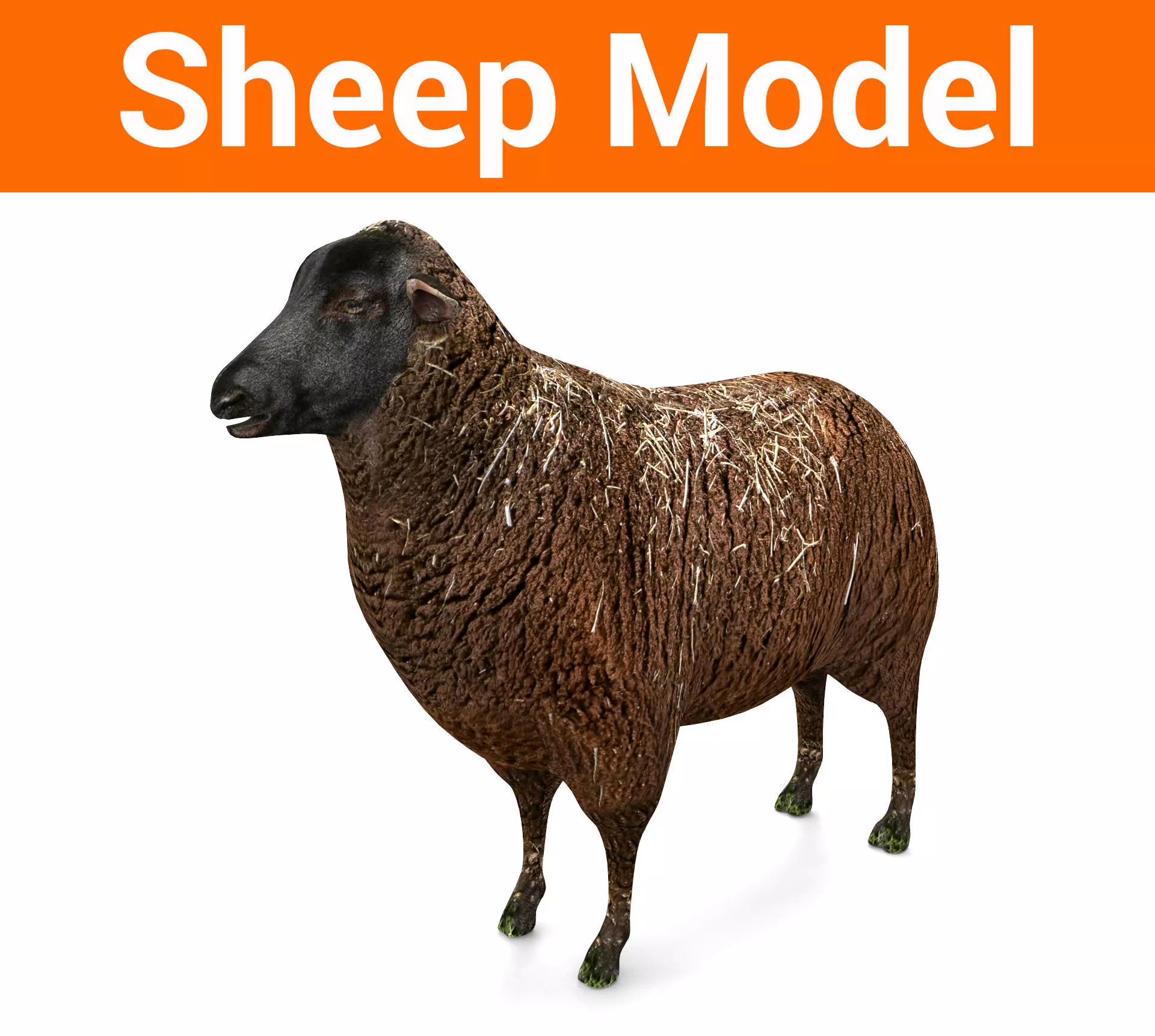 3D Black Sheep Model  Low-poly 3D model_0