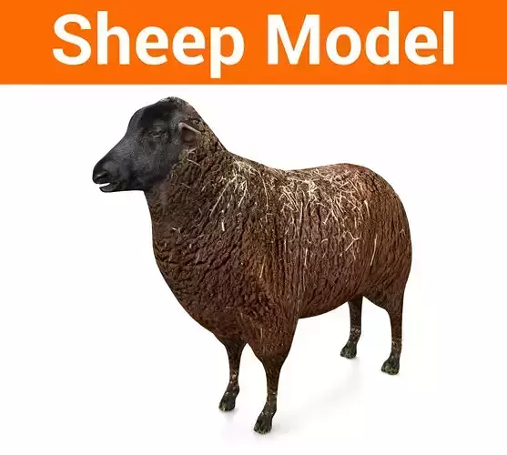 3D Black Sheep Model 