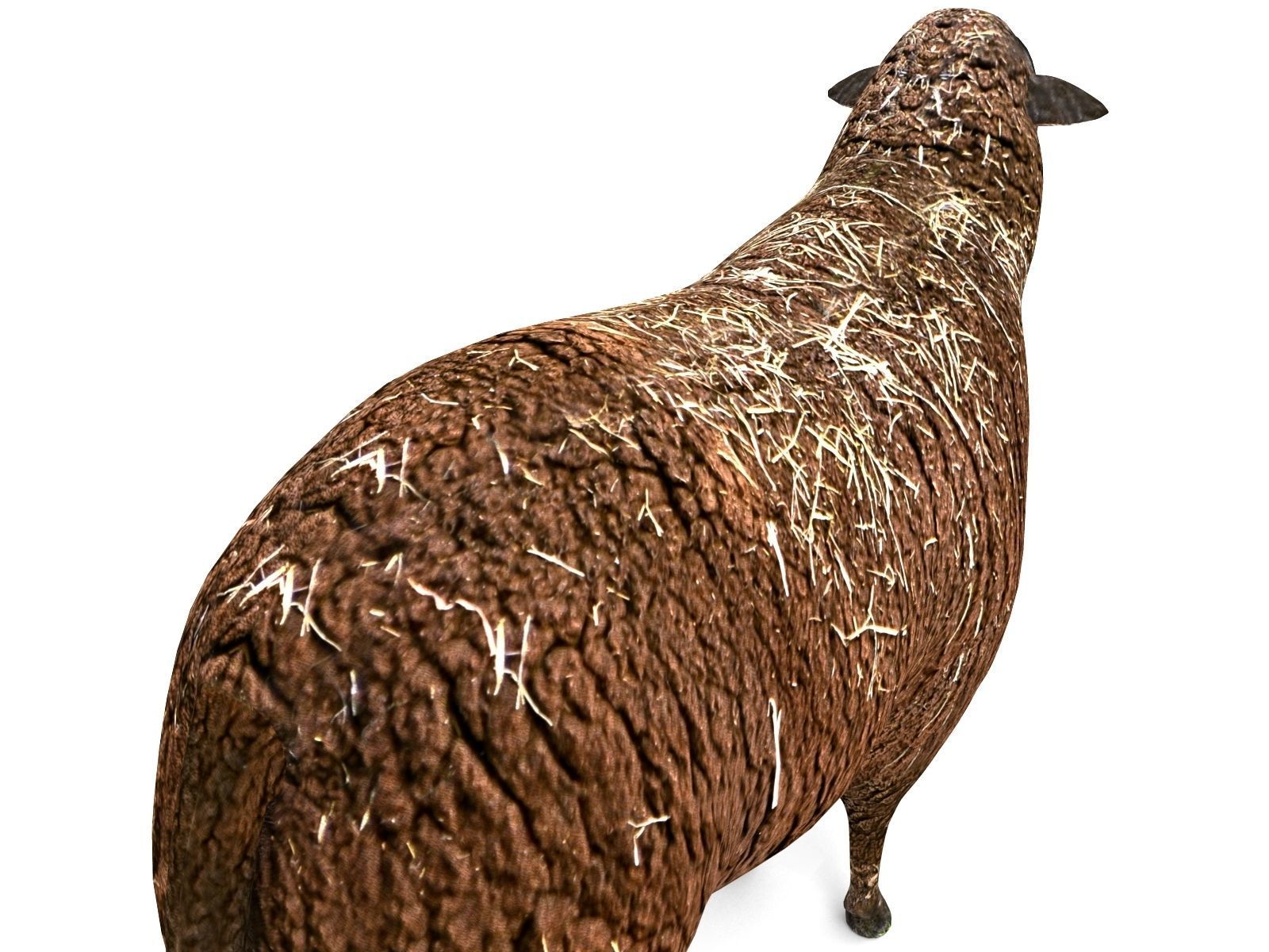 3D Black Sheep Model  Low-poly 3D model_11