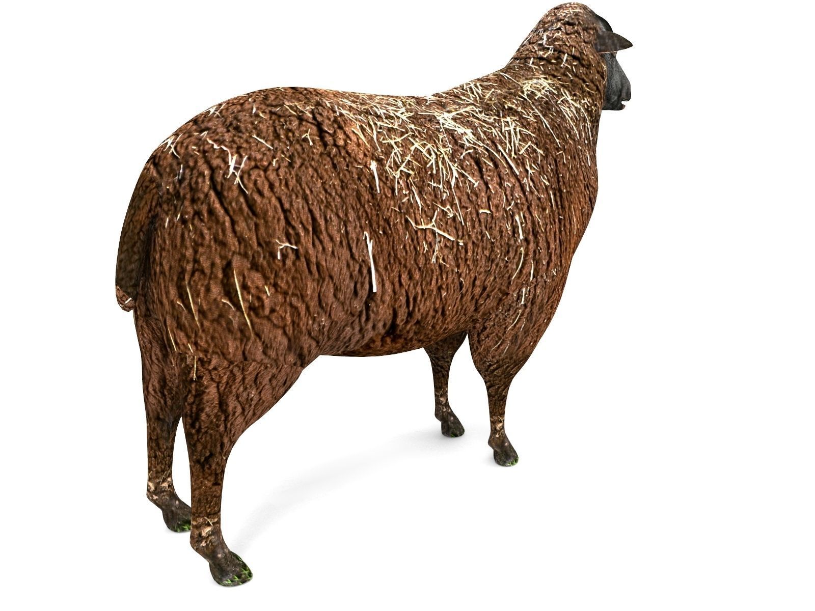 3D Black Sheep Model  Low-poly 3D model_4