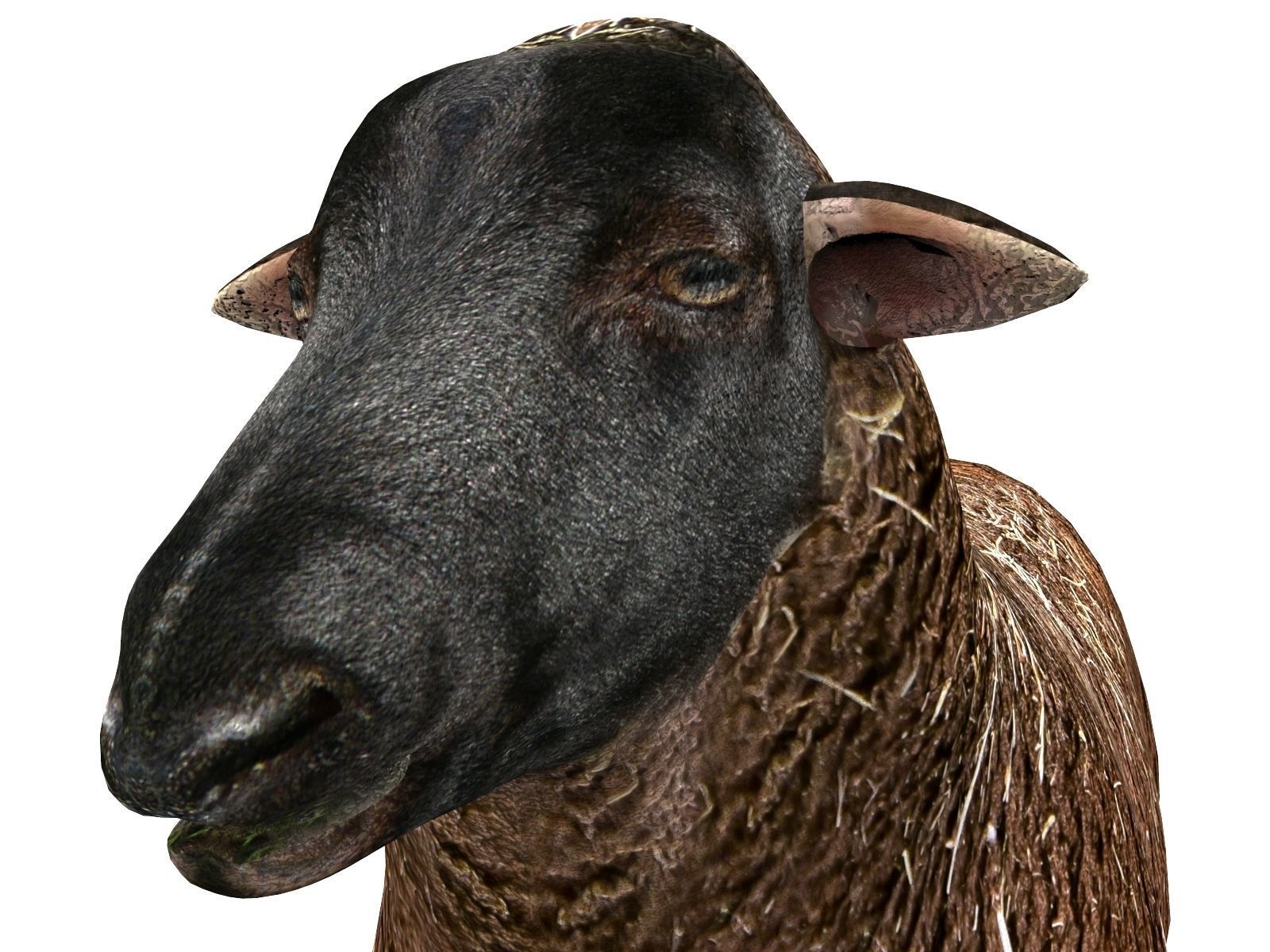 3D Black Sheep Model  Low-poly 3D model_1