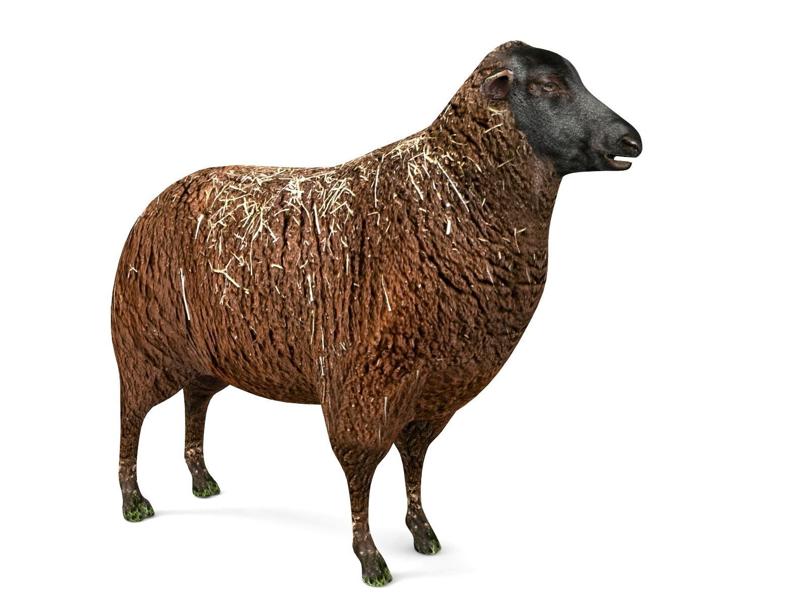 3D Black Sheep Model  Low-poly 3D model_2