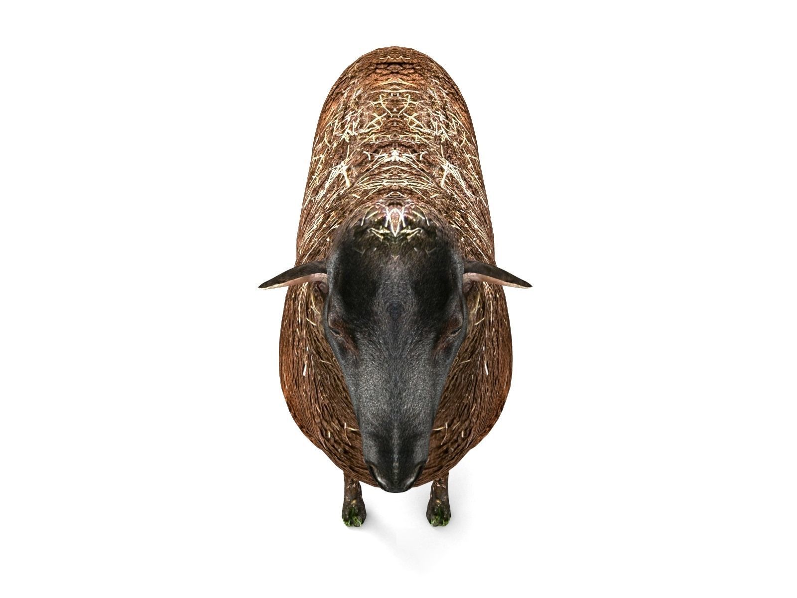 3D Black Sheep Model  Low-poly 3D model_12