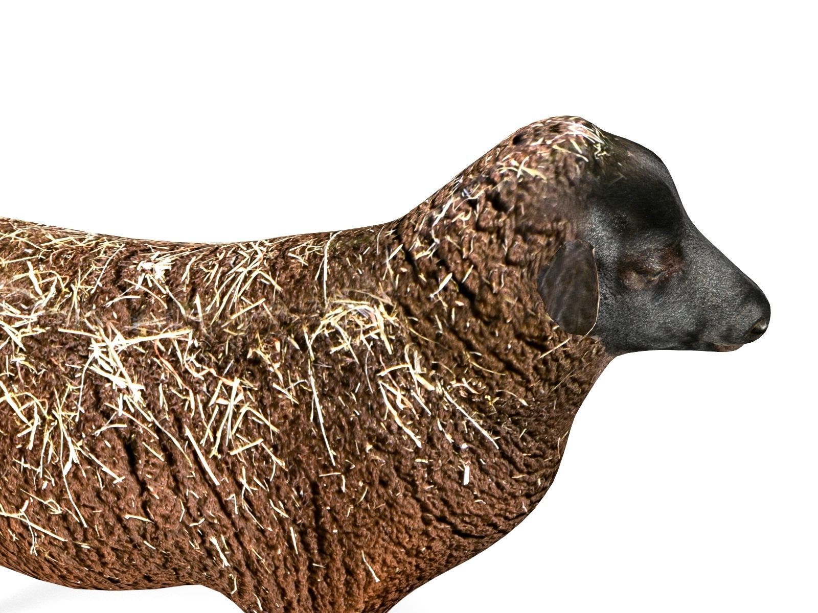 3D Black Sheep Model  Low-poly 3D model_10