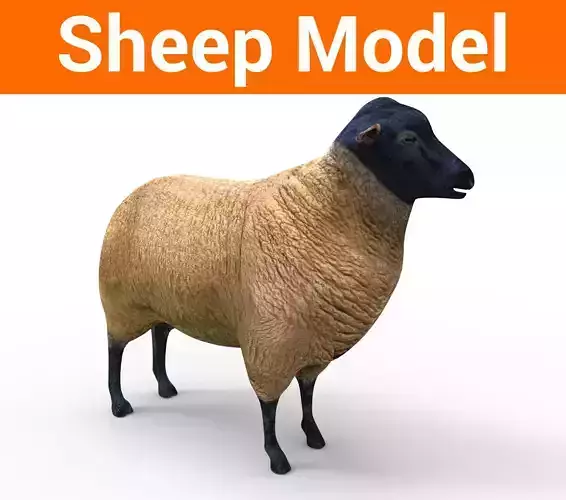 3D Sheep low poly Model