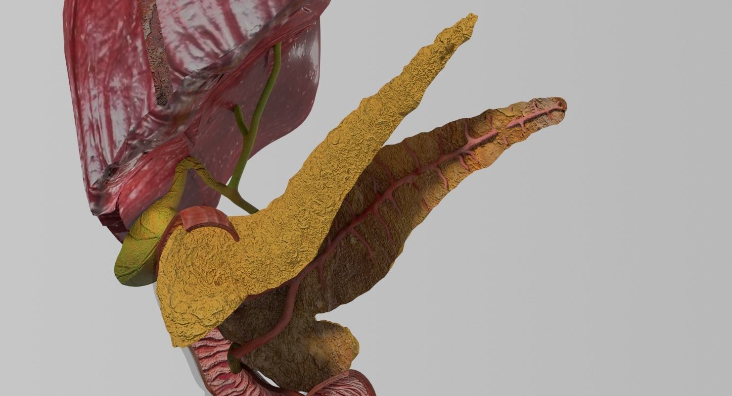 Hepato biliary tract pancreas gallbladder 3D model_10