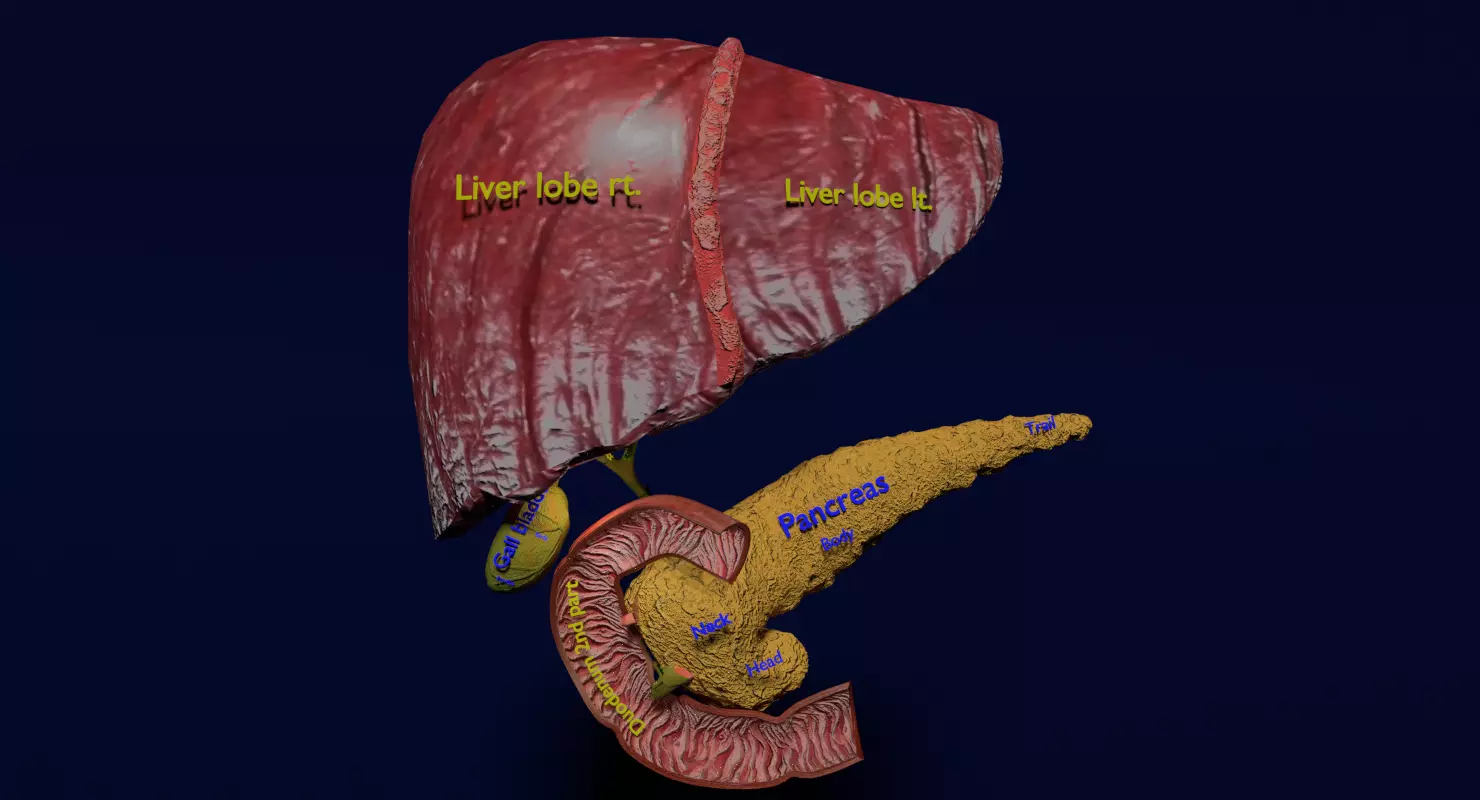 Hepato biliary tract pancreas gallbladder 3D model_0