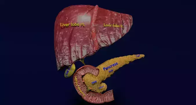 Hepato biliary tract pancreas gallbladder 3D model