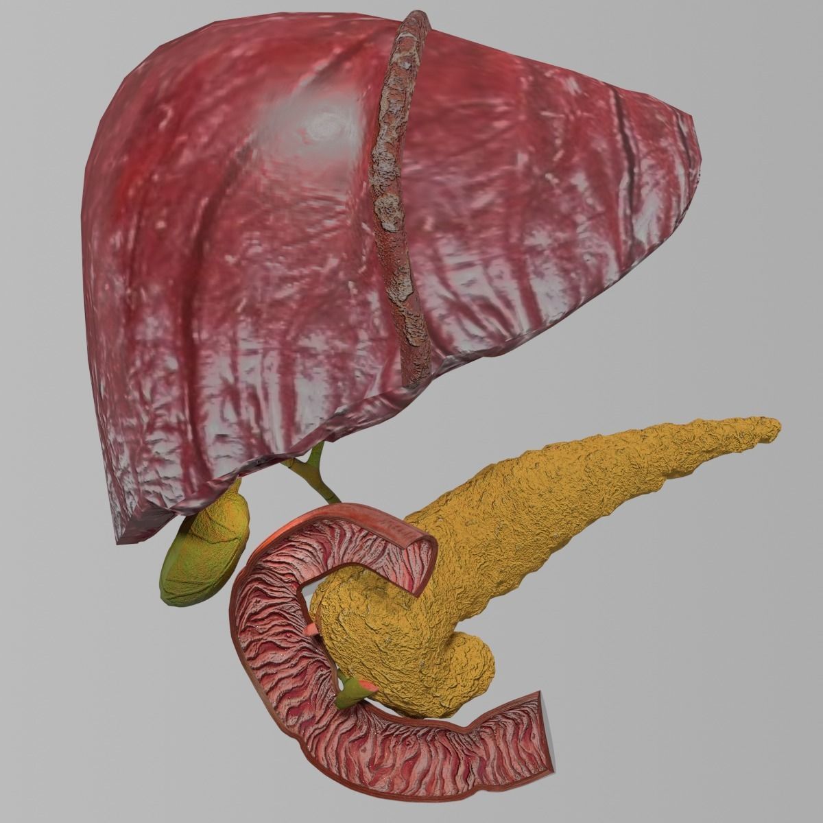 Hepato biliary tract pancreas gallbladder 3D model_19