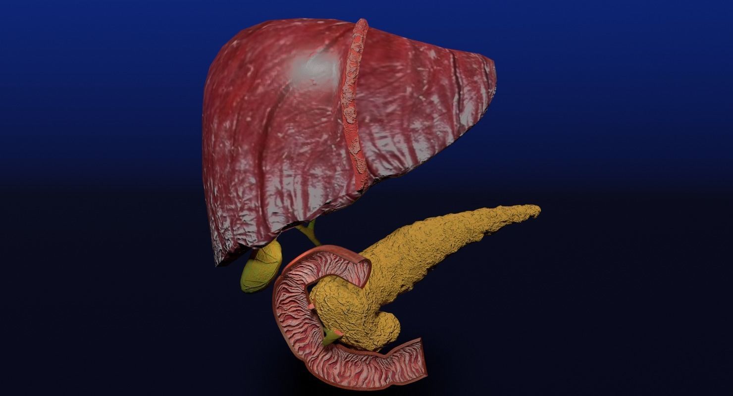 Hepato biliary tract pancreas gallbladder 3D model_4