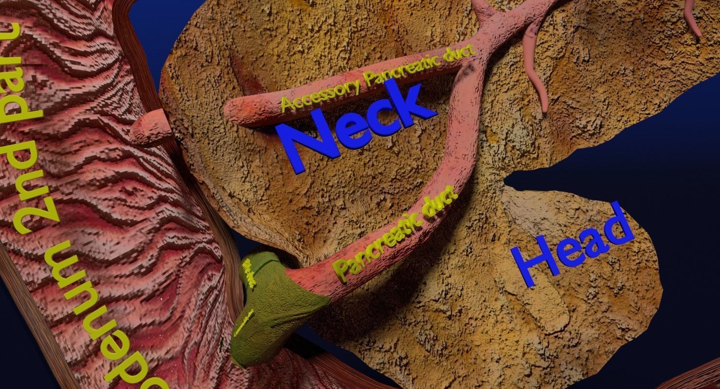 Hepato biliary tract pancreas gallbladder 3D model_13