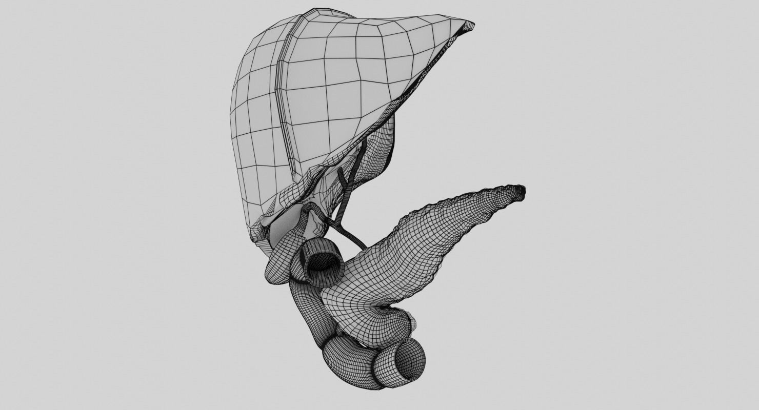 Hepato biliary tract pancreas gallbladder 3D model_27