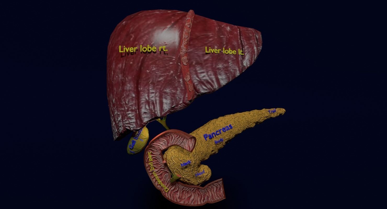 Hepato biliary tract pancreas gallbladder 3D model_24