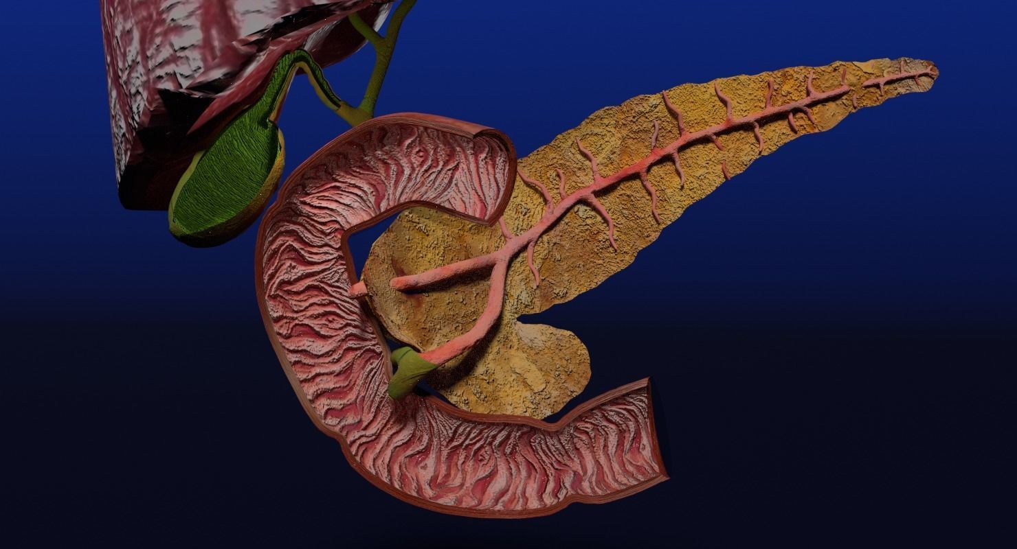 Hepato biliary tract pancreas gallbladder 3D model_12