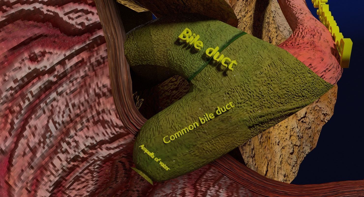 Hepato biliary tract pancreas gallbladder 3D model_15