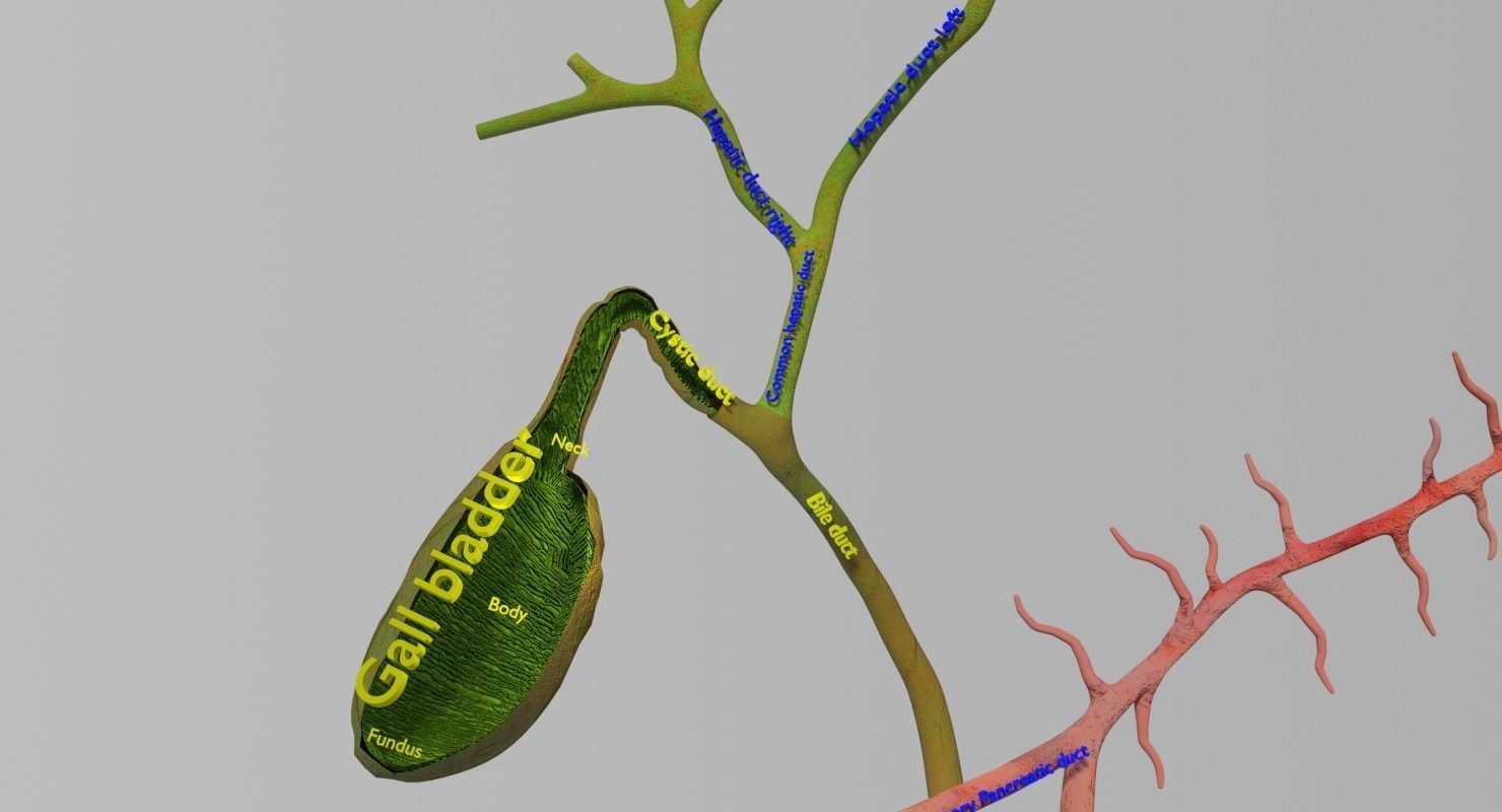 Hepato biliary tract pancreas gallbladder 3D model_5