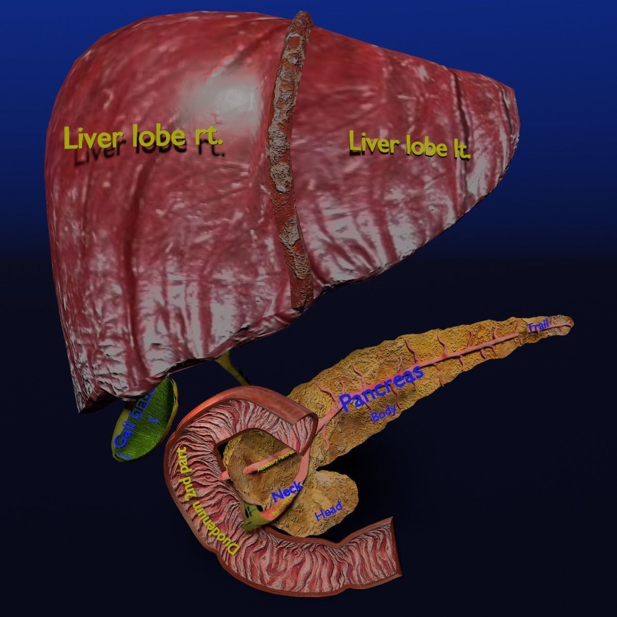 Hepato biliary tract pancreas gallbladder 3D model_22
