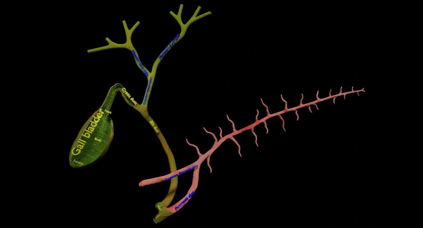 Hepato biliary tract pancreas gallbladder 3D model_17