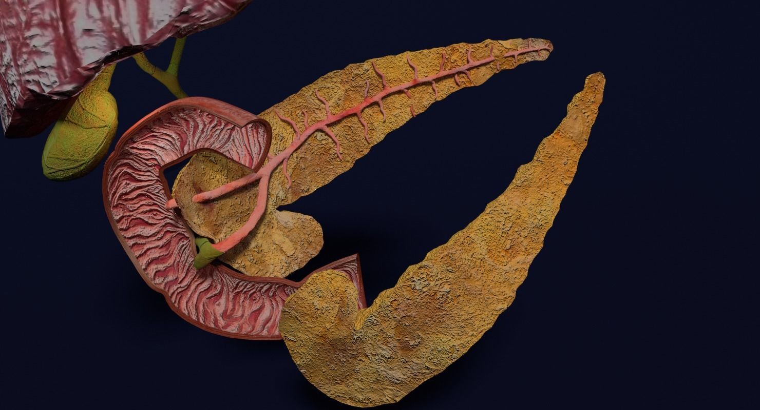 Hepato biliary tract pancreas gallbladder 3D model_9