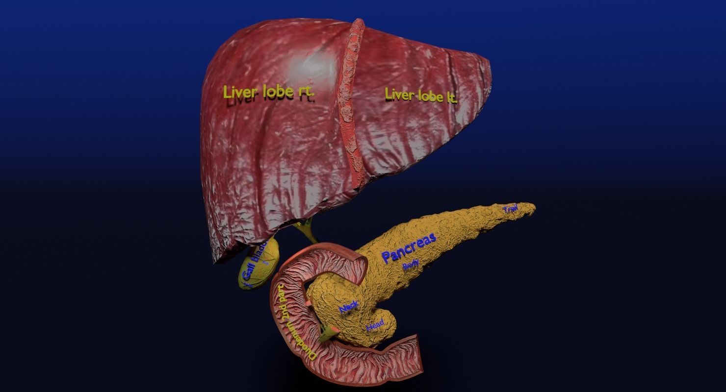 Hepato biliary tract pancreas gallbladder 3D model_2