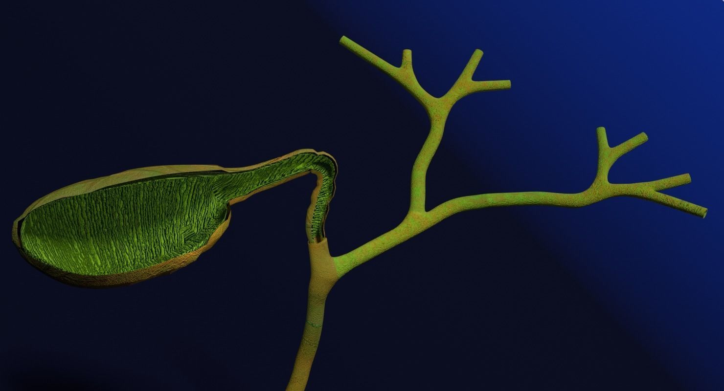 Hepato biliary tract pancreas gallbladder 3D model_7