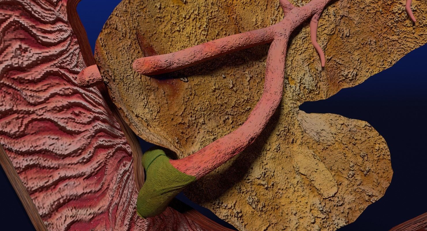 Hepato biliary tract pancreas gallbladder 3D model_14